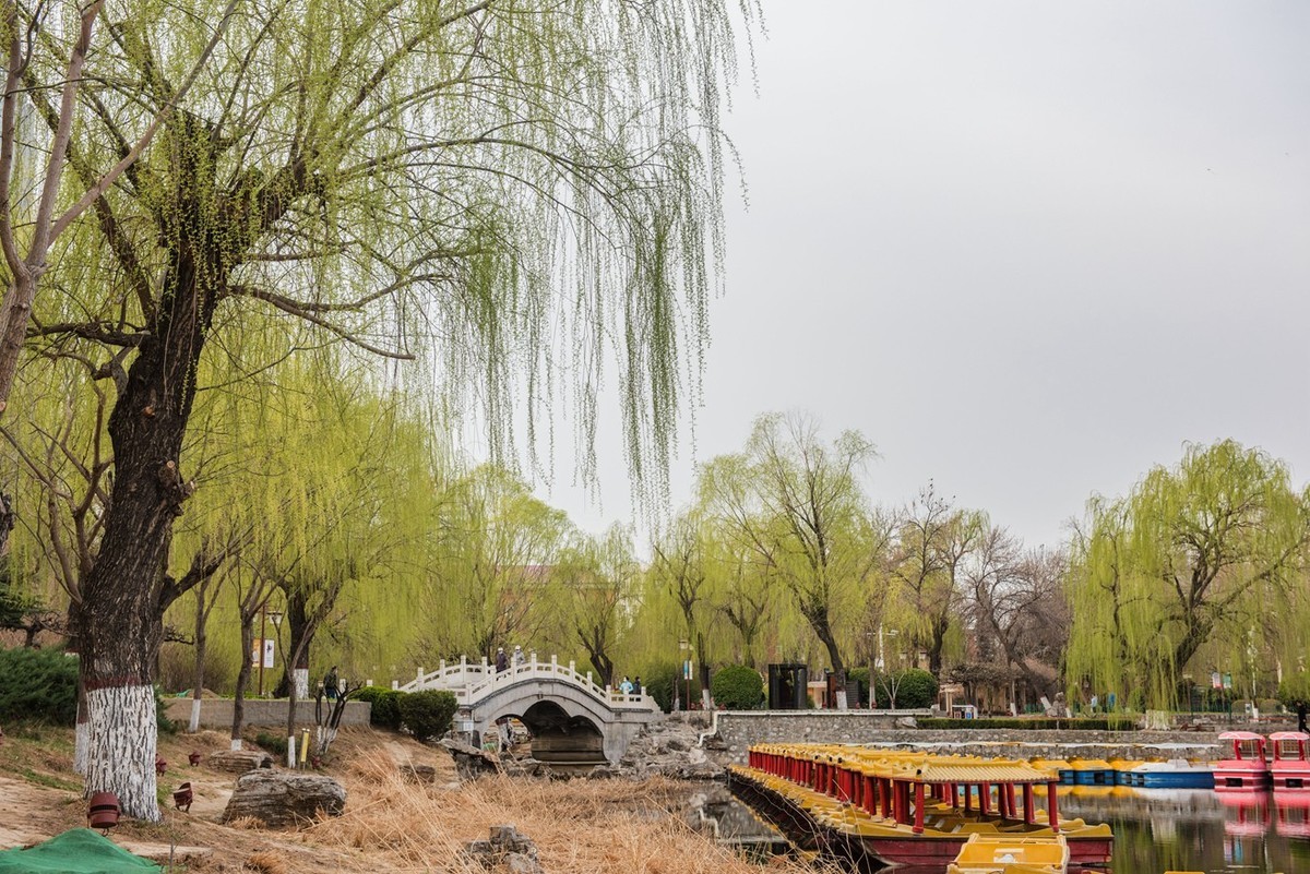 春来柳色黄…（阴天效果不好）