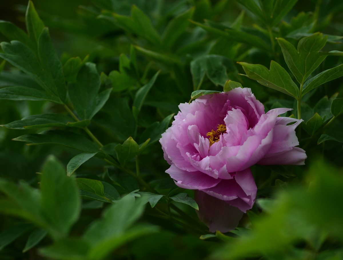 2023：牡丹、苏头200mmf4全开，原图直发有裁前