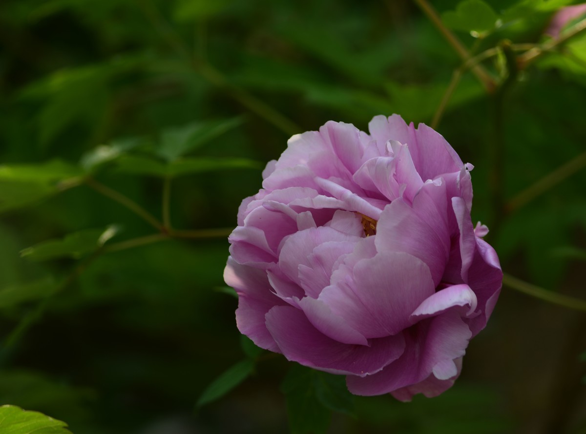 2023：牡丹、苏头200mmf4全开，原图直发有裁前