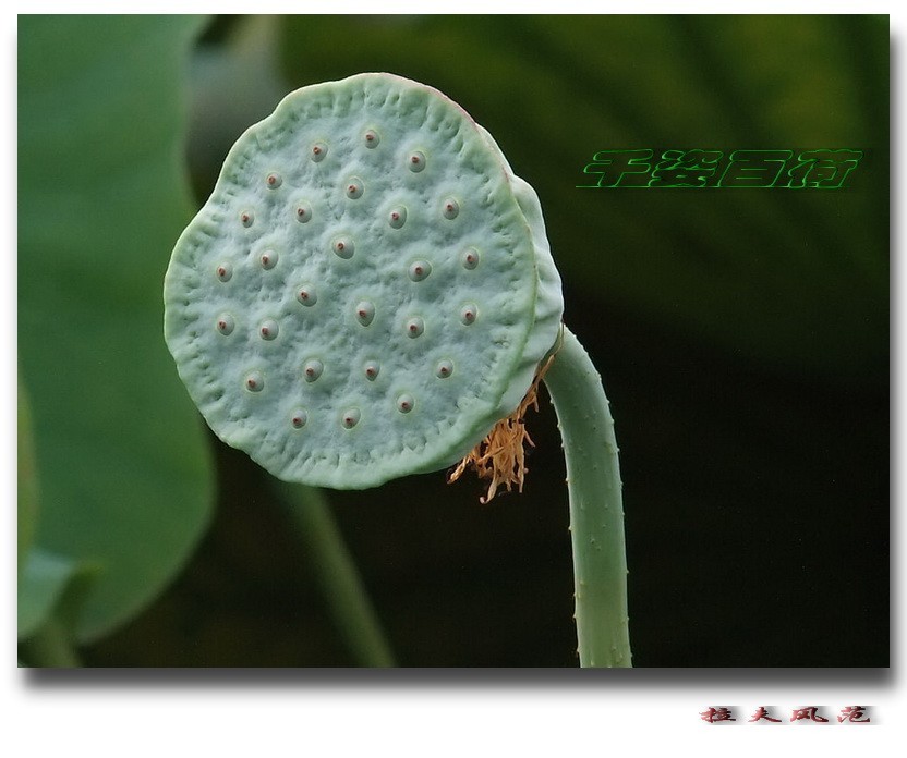 荷花