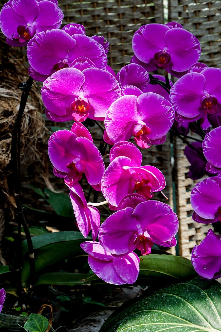 北京植物园热带花卉特写 一