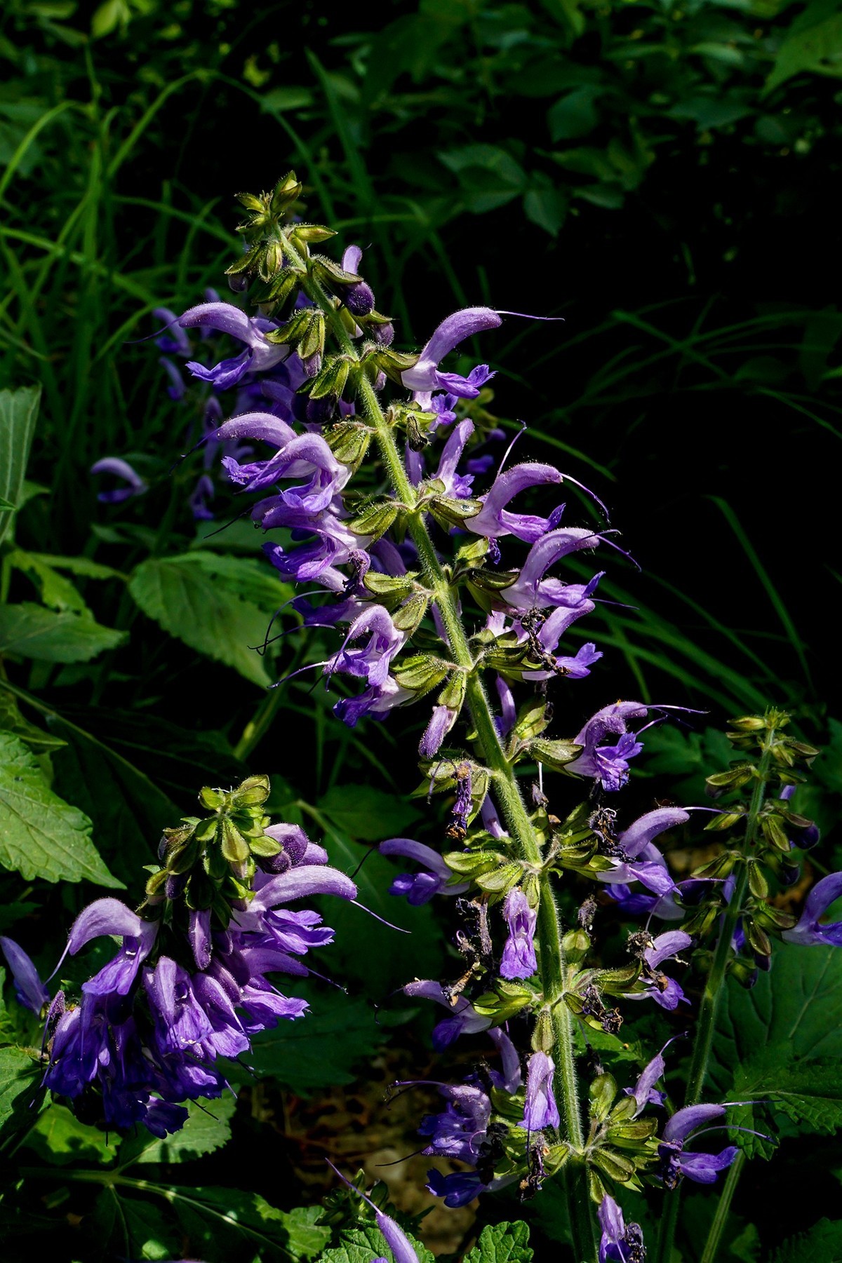 北京植物园热带花卉特写 一