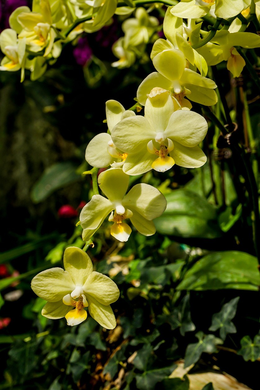 北京植物园热带花卉特写 一