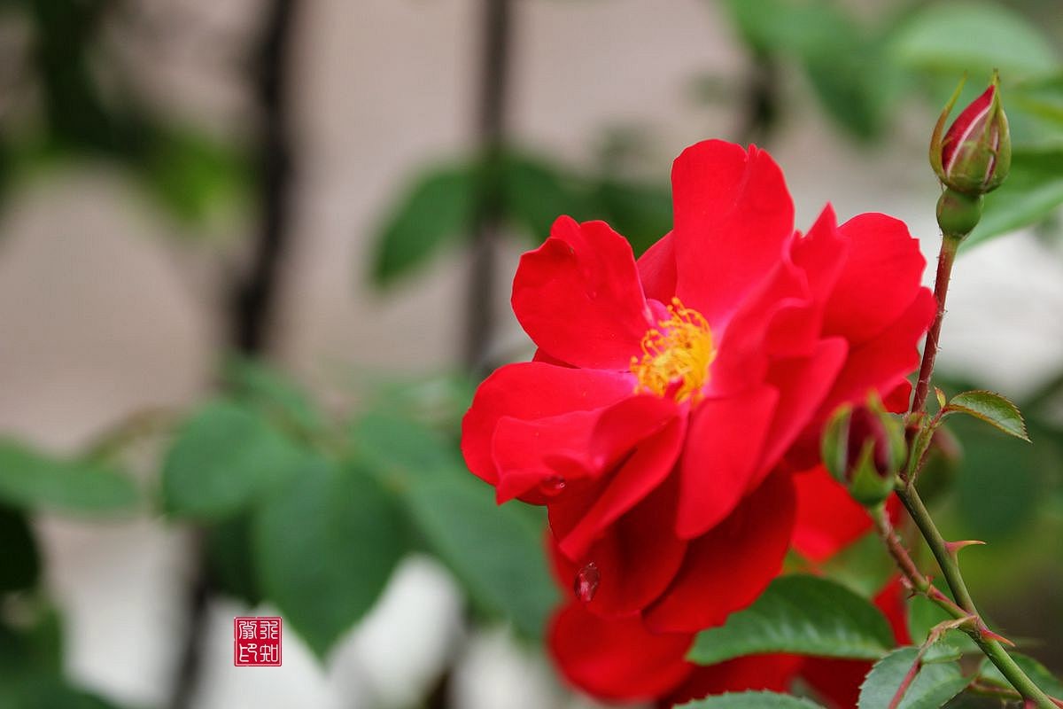 花中皇后