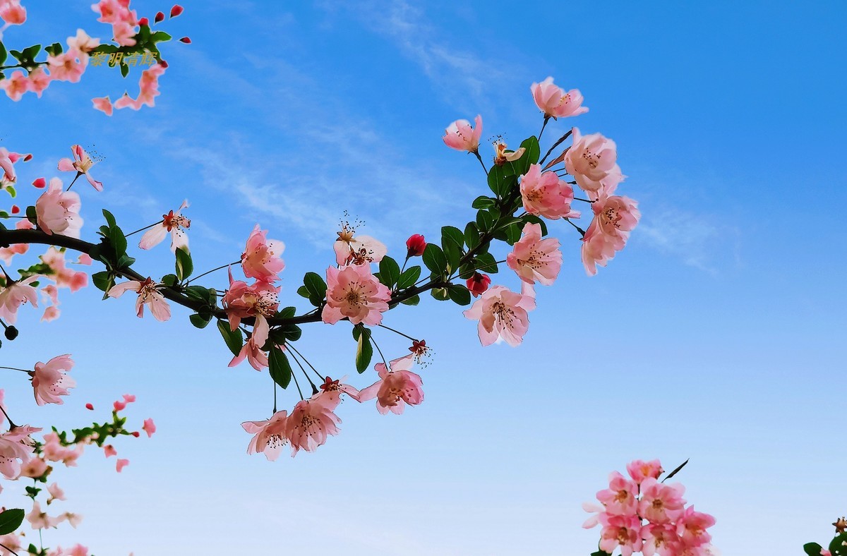 街心公园的海棠花—8