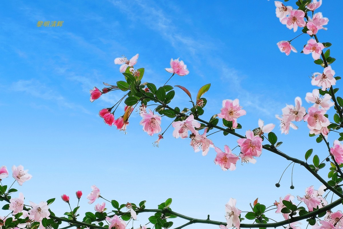 街心公园的海棠花—8