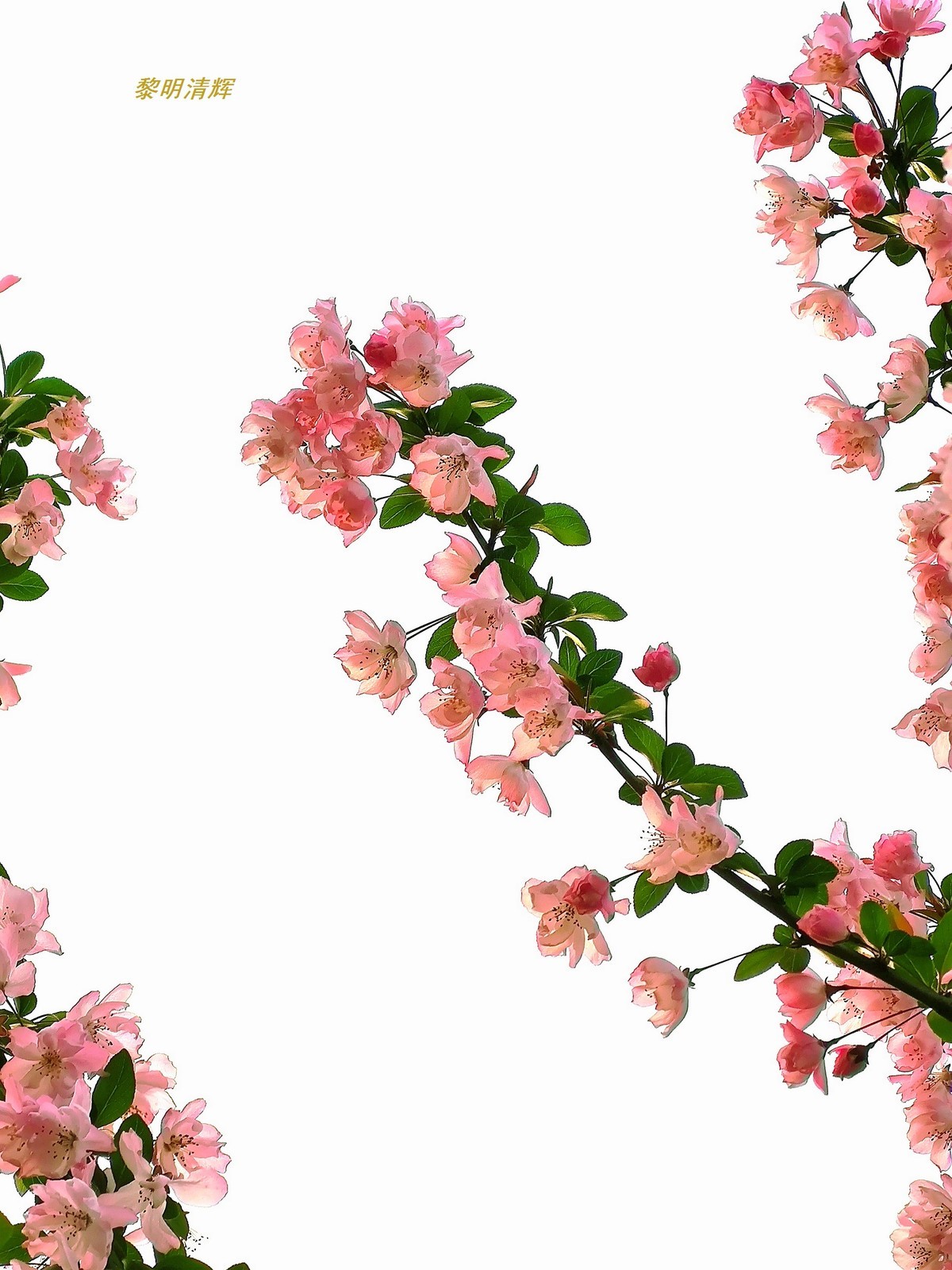 街心公园的海棠花—8