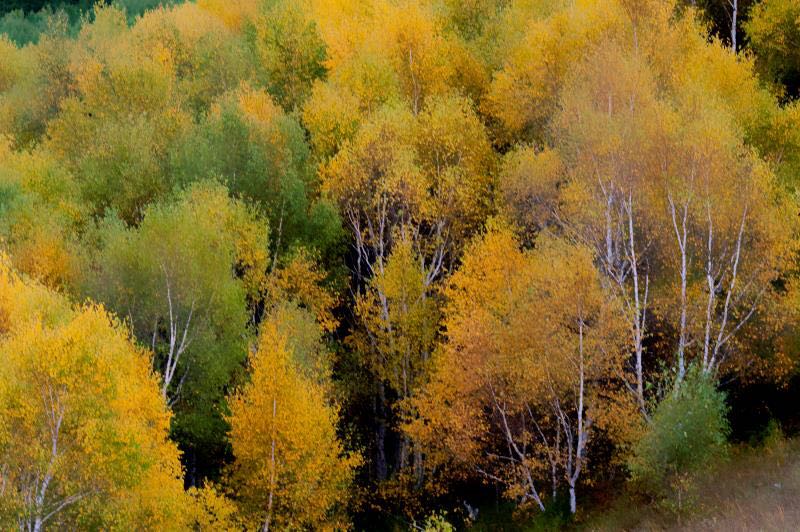 七彩森林景区|云天收夏色 木叶动秋生