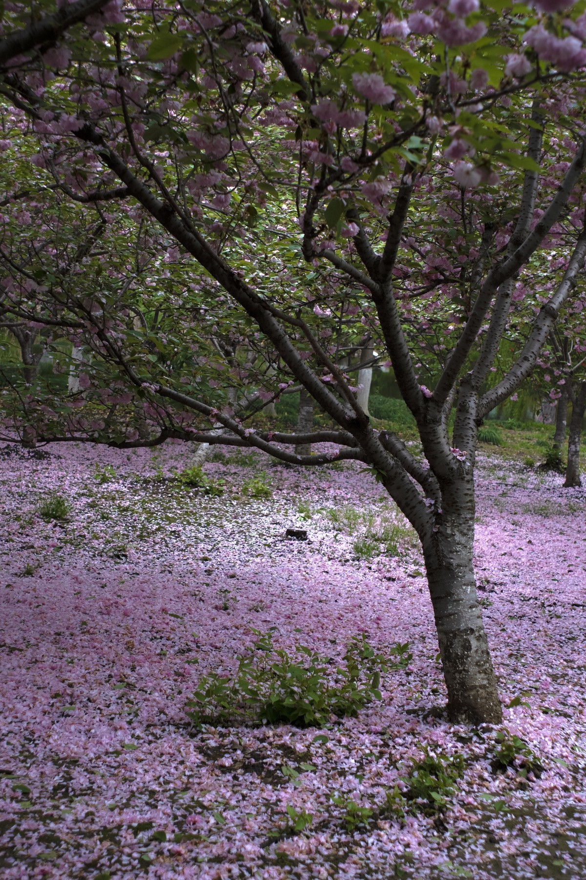 花开花落随风去