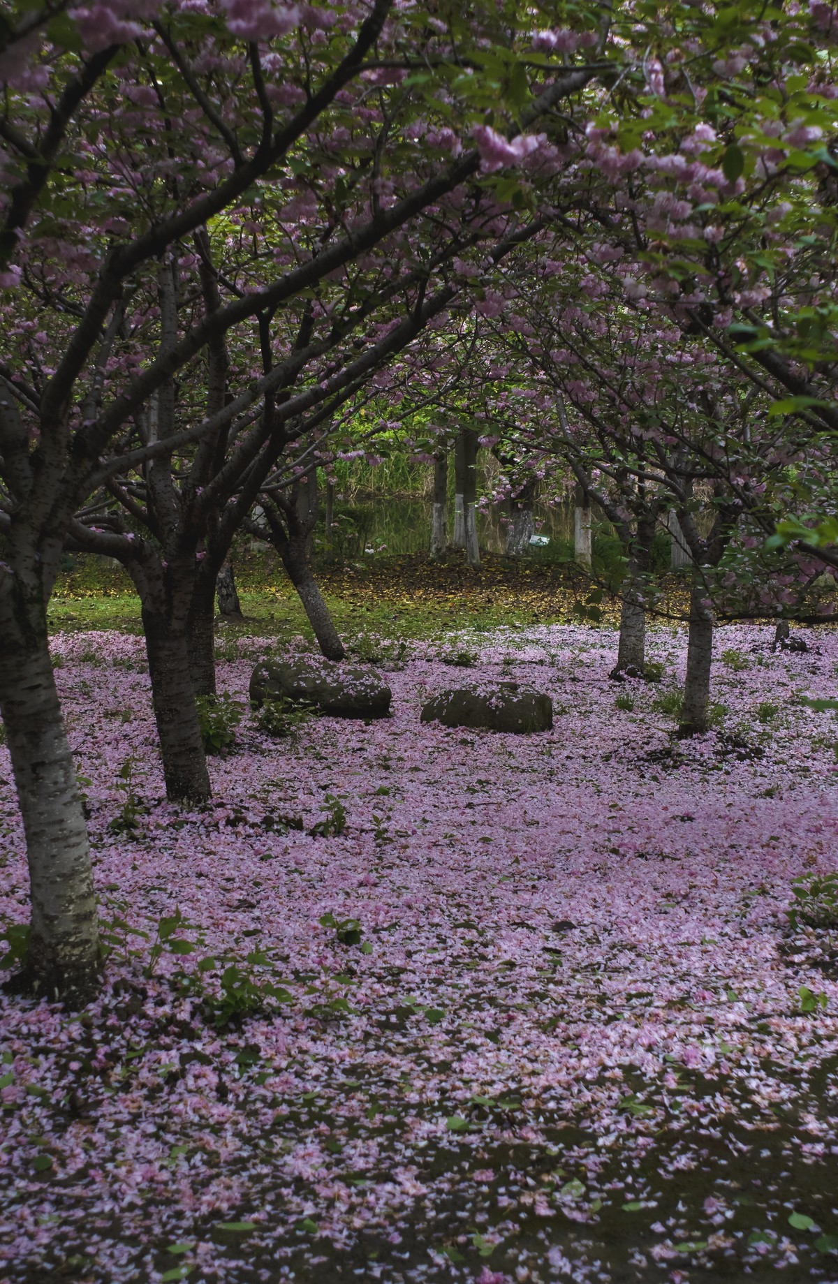 花开花落随风去