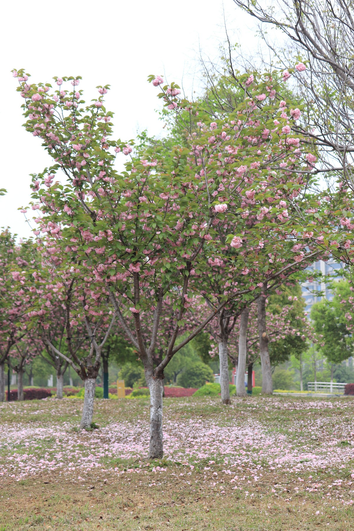 落“樱”缤纷之落红不是无情物（一）