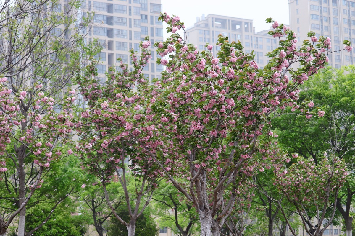 落“樱”缤纷之落红不是无情物（一）