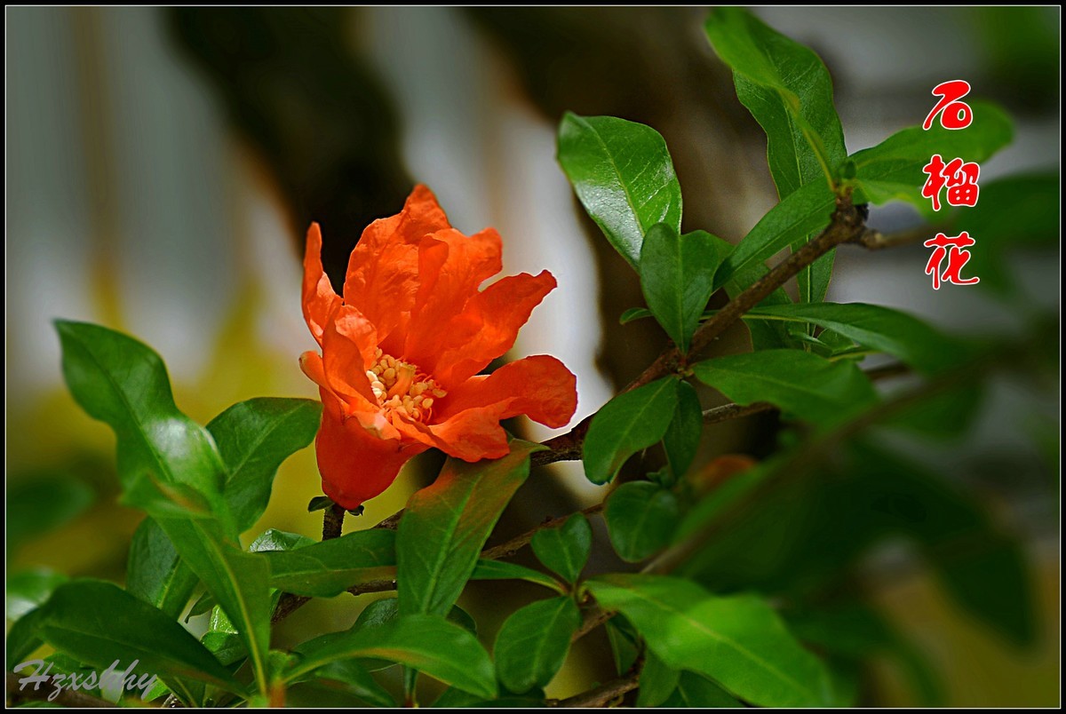 红红的石榴花（2024234）