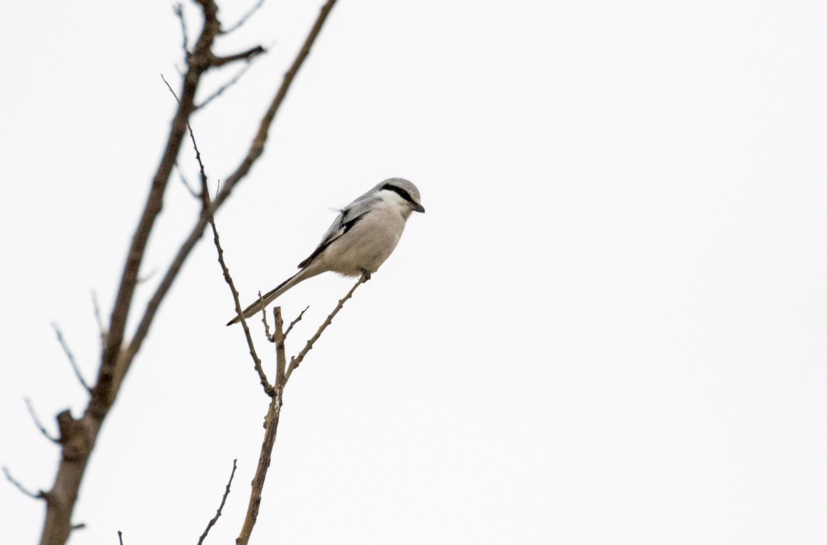 小契尾伯劳（一）