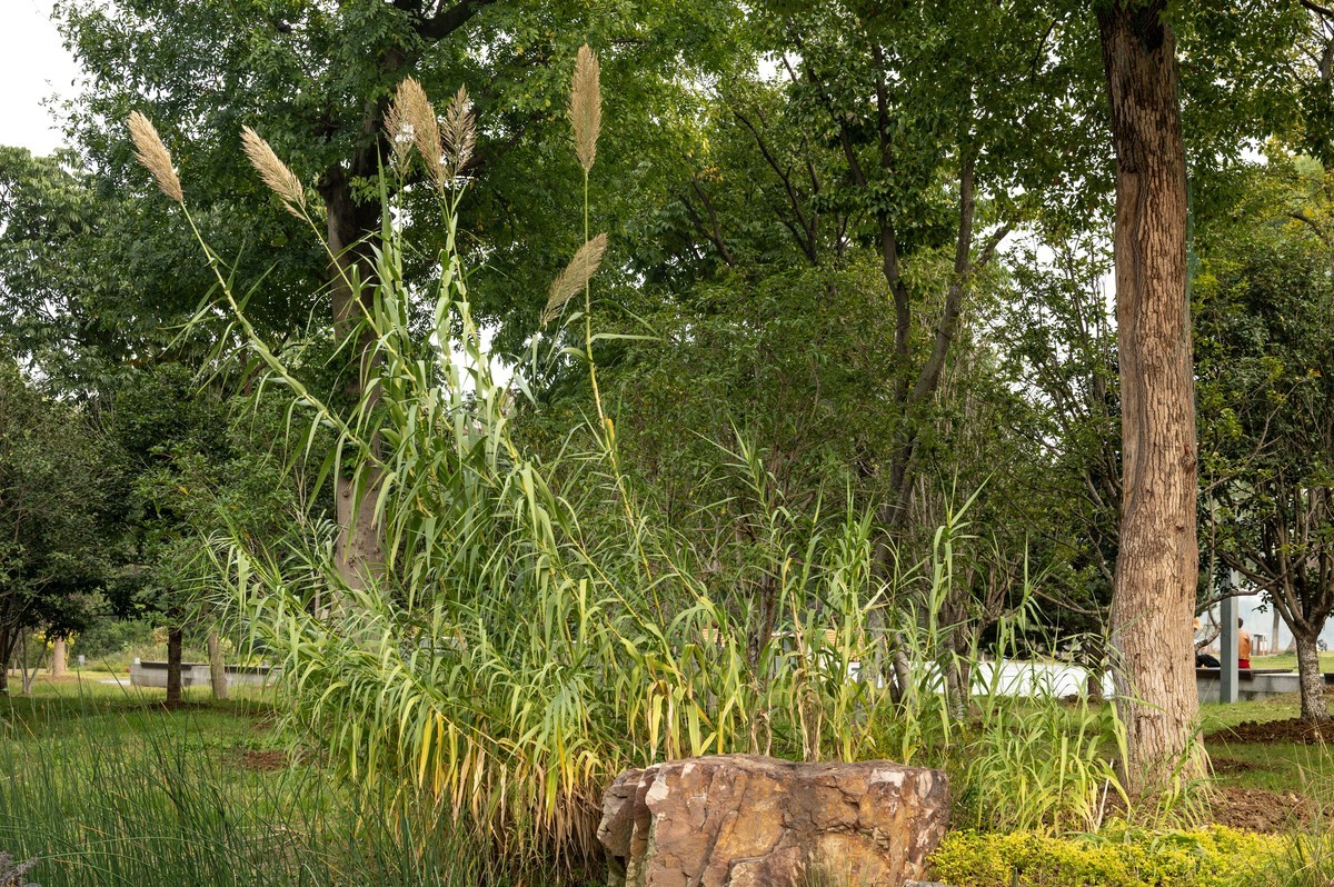 庐州印象（396）南艳湖公园粉黛花开