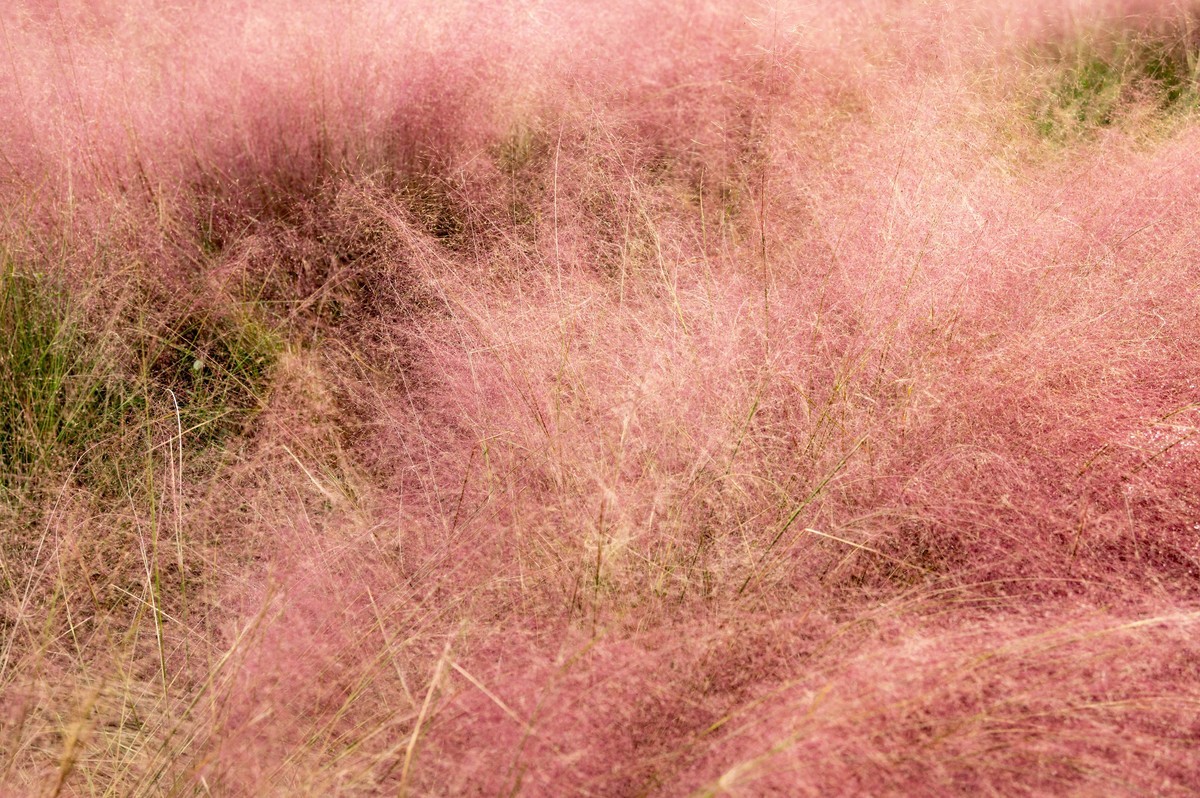 庐州印象（396）南艳湖公园粉黛花开