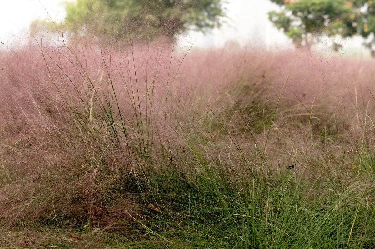庐州印象（396）南艳湖公园粉黛花开