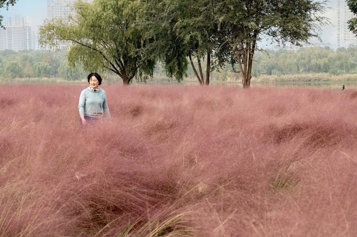 庐州印象（396）南艳湖公园粉黛花开