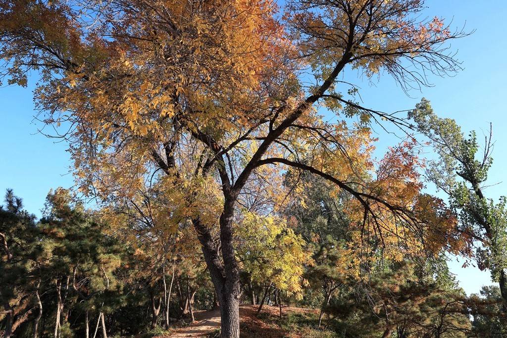 秋色中的圆明园