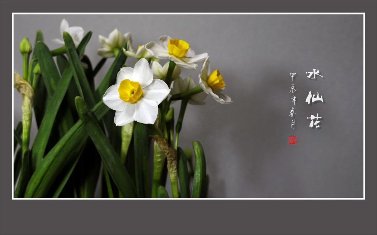 雪白清香的水仙花