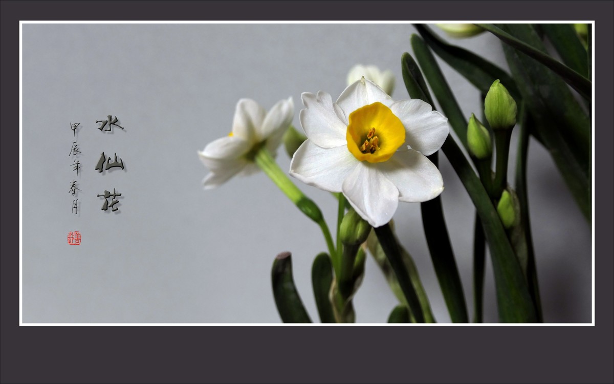 雪白清香的水仙花