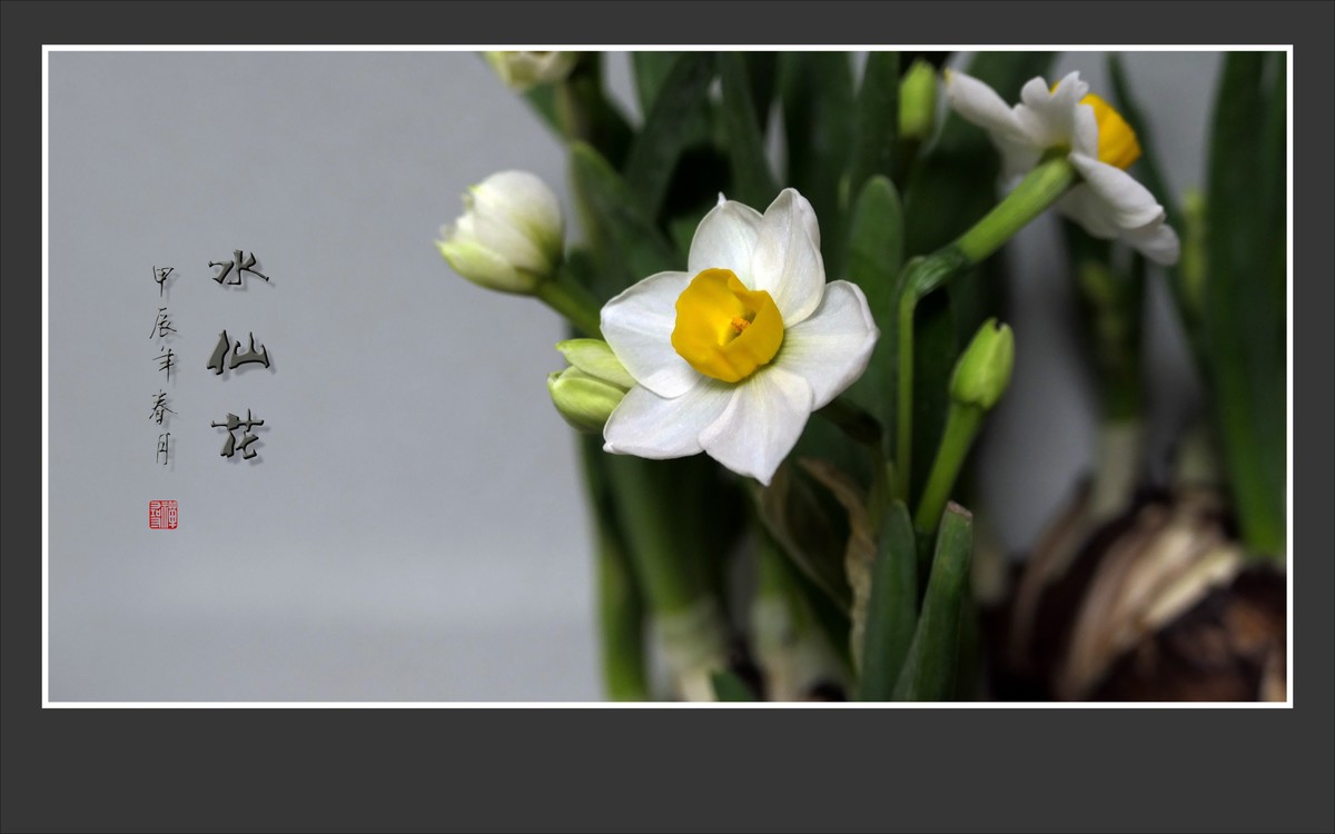 雪白清香的水仙花