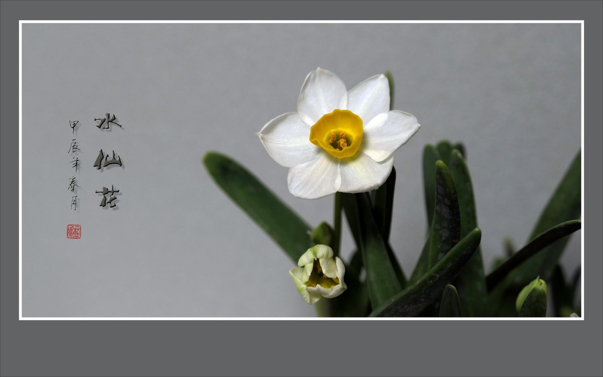 雪白清香的水仙花