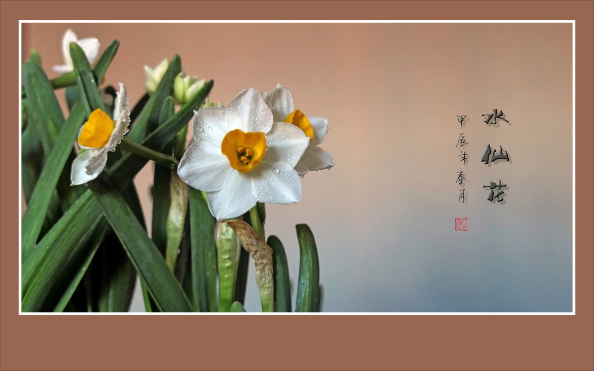 雪白清香的水仙花