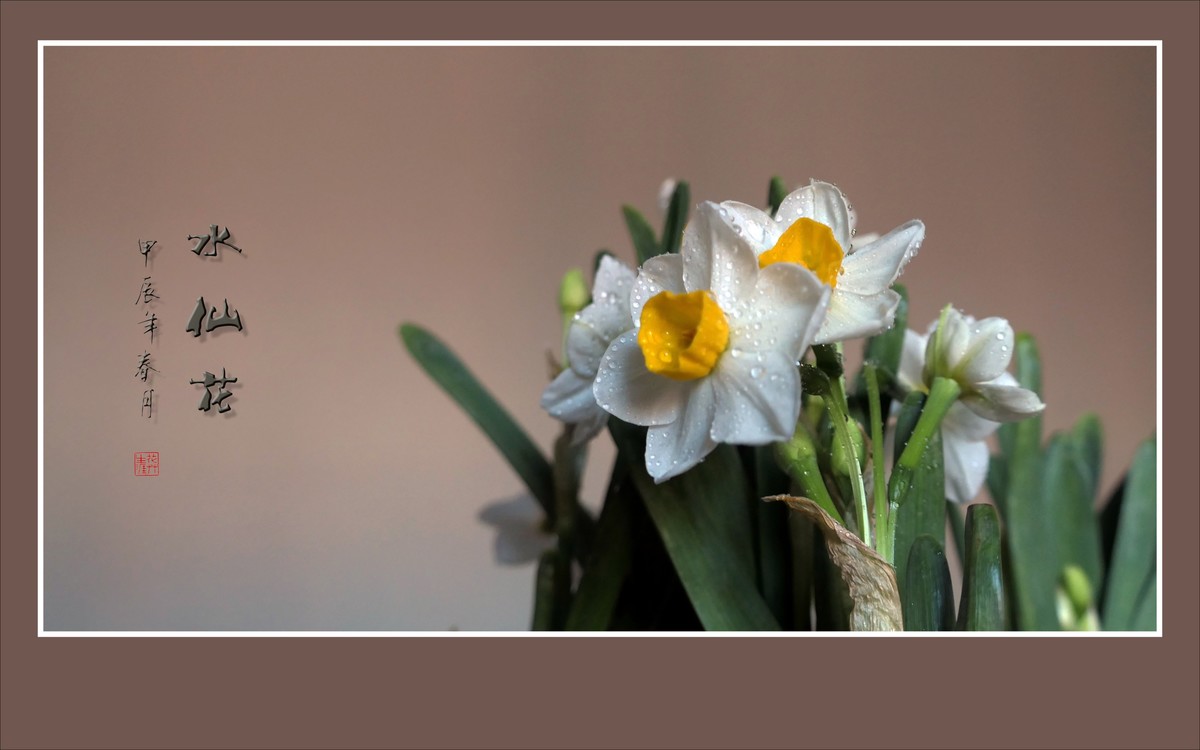 雪白清香的水仙花