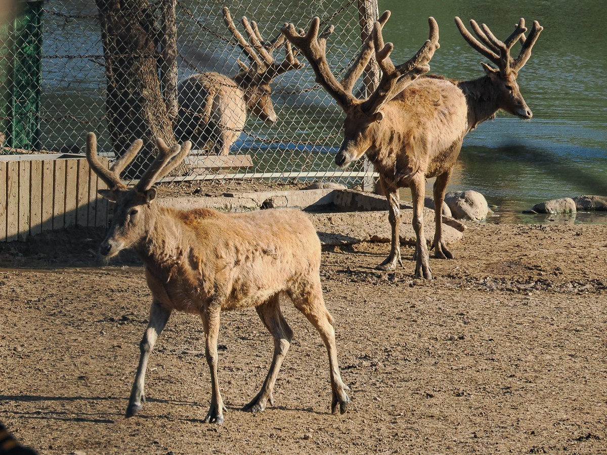 2025年3月21日，南-海-子公园，麋鹿不遇