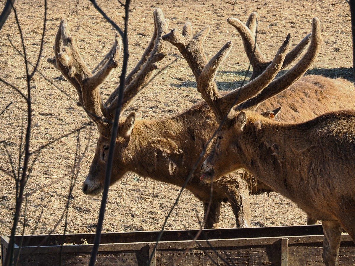 2025年3月21日，南-海-子公园，麋鹿不遇