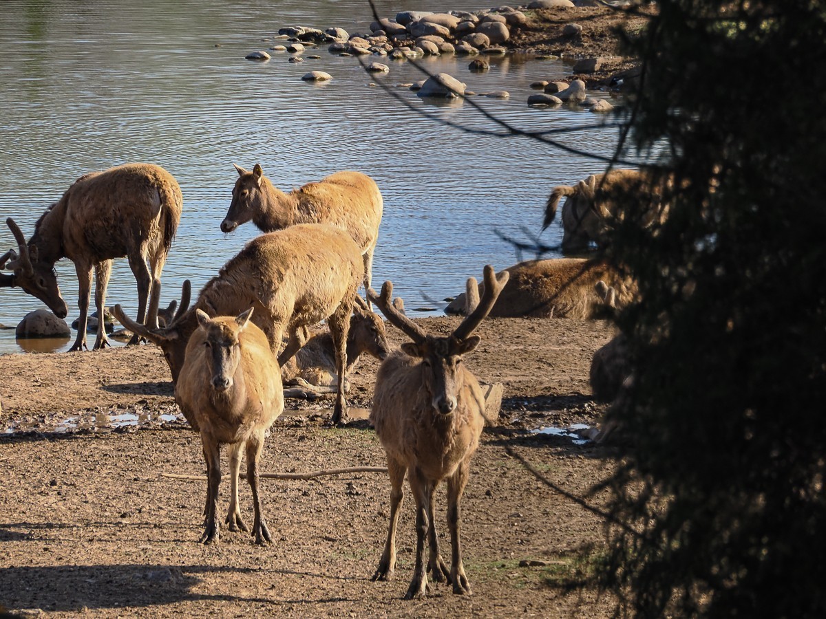 2025年3月21日，南-海-子公园，麋鹿不遇