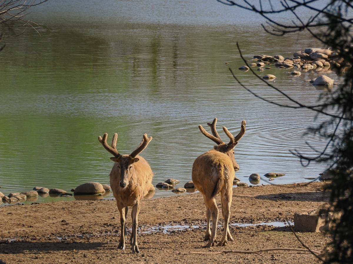 2025年3月21日，南-海-子公园，麋鹿不遇