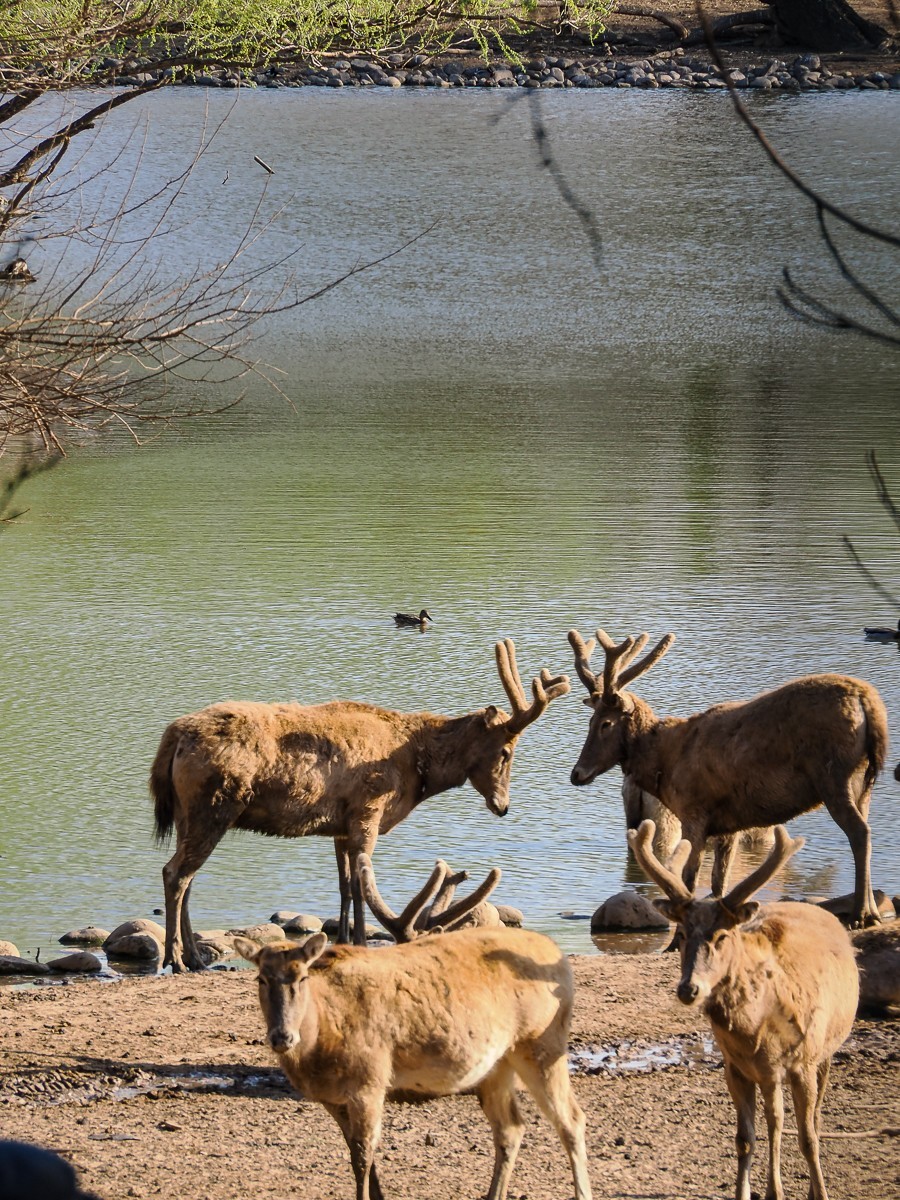 2025年3月21日，南-海-子公园，麋鹿不遇