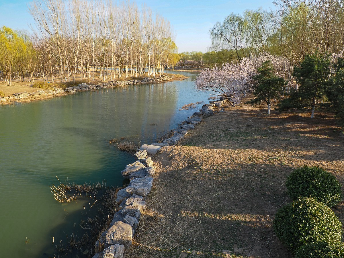 2025年3月21日，南-海-子公园，麋鹿不遇