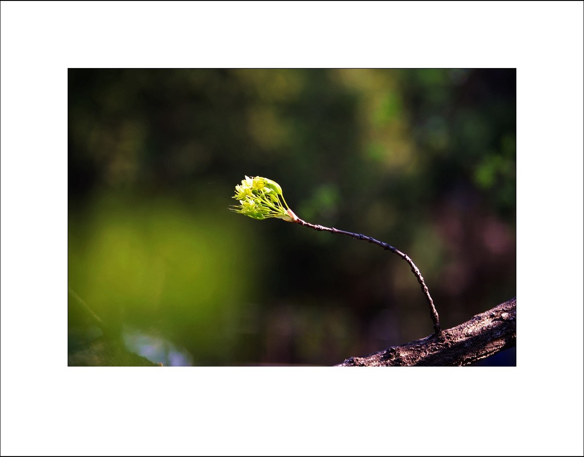 2025宾得Kx拍春天