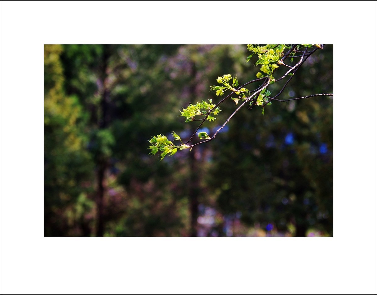 2025宾得Kx拍春天