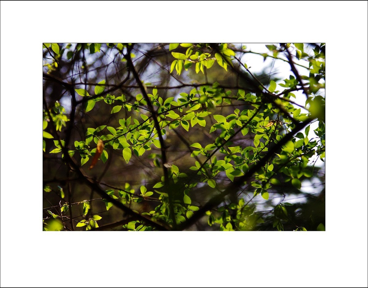 2025宾得Kx拍春天