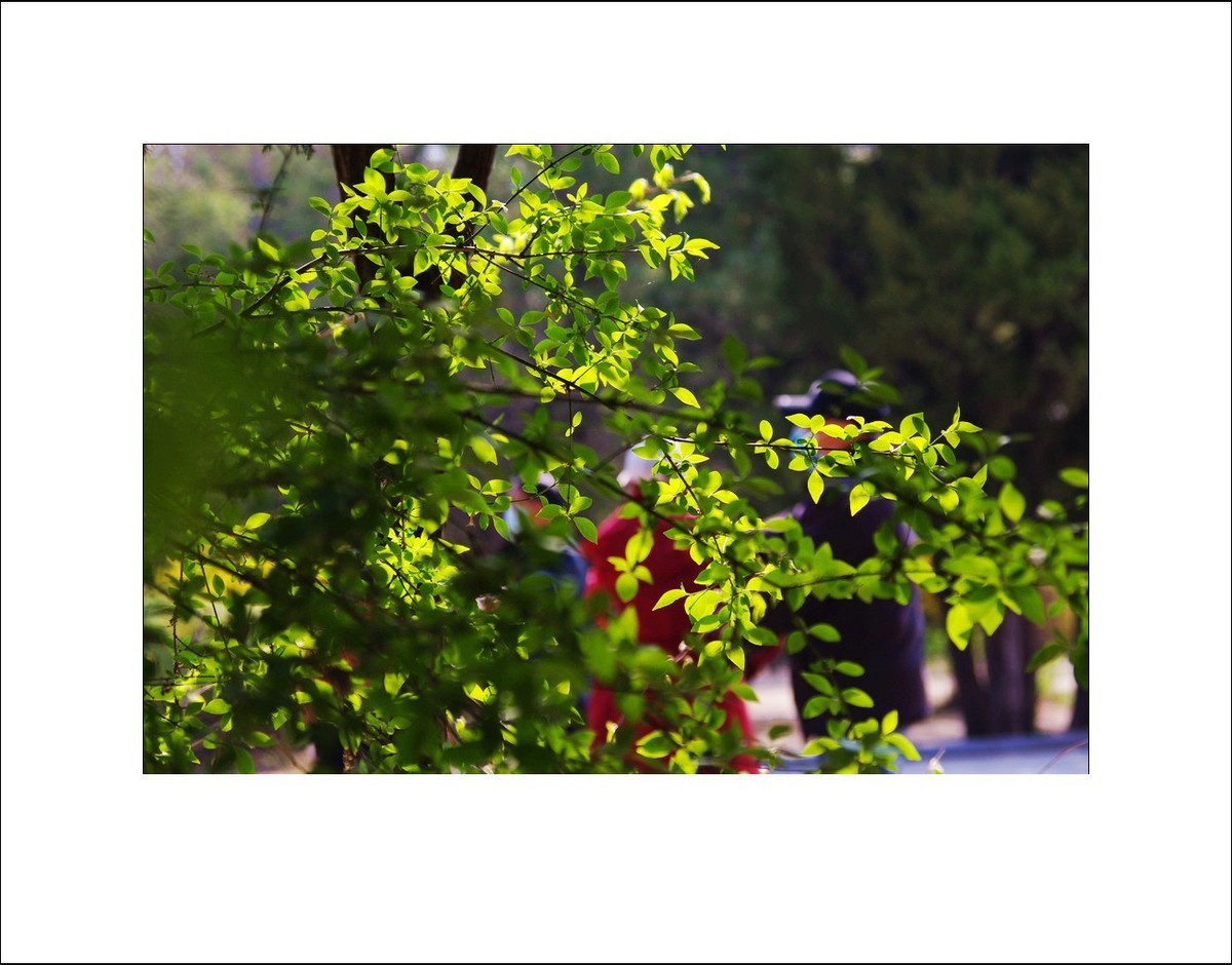 2025宾得Kx拍春天