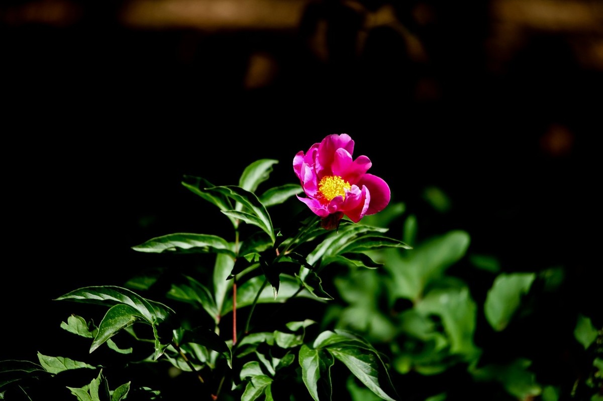 随拍——芍药花 （二）