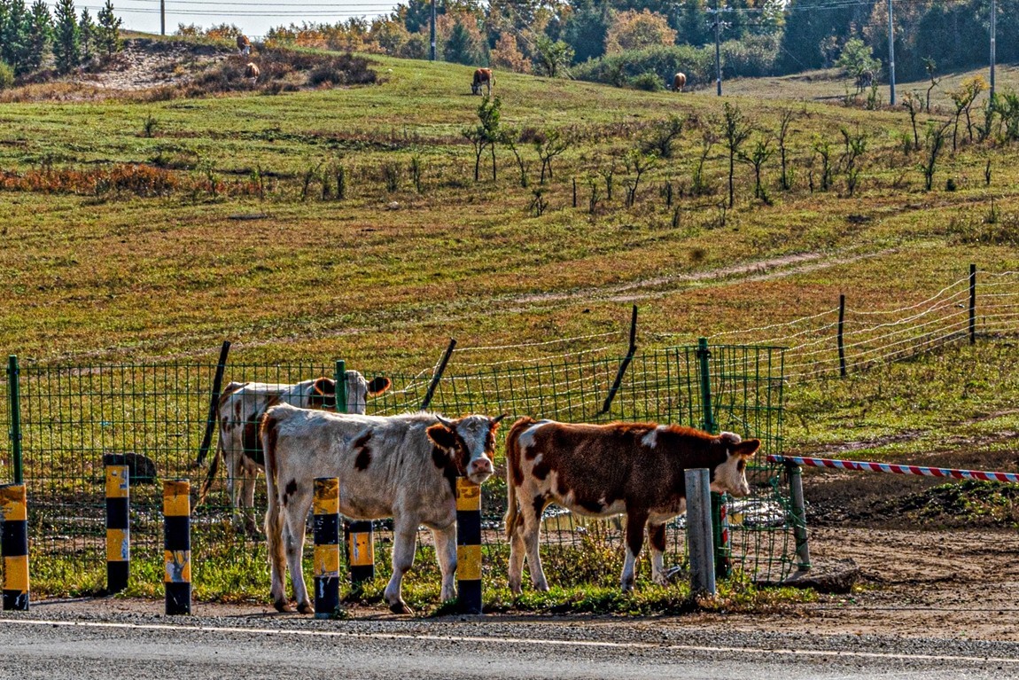 行走在--坝上草原【3】