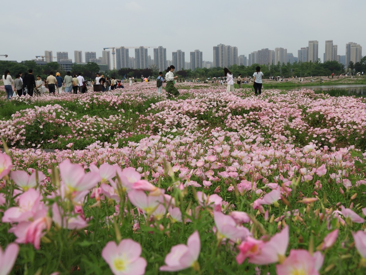 月见草花海来打卡--洋湖湿地5