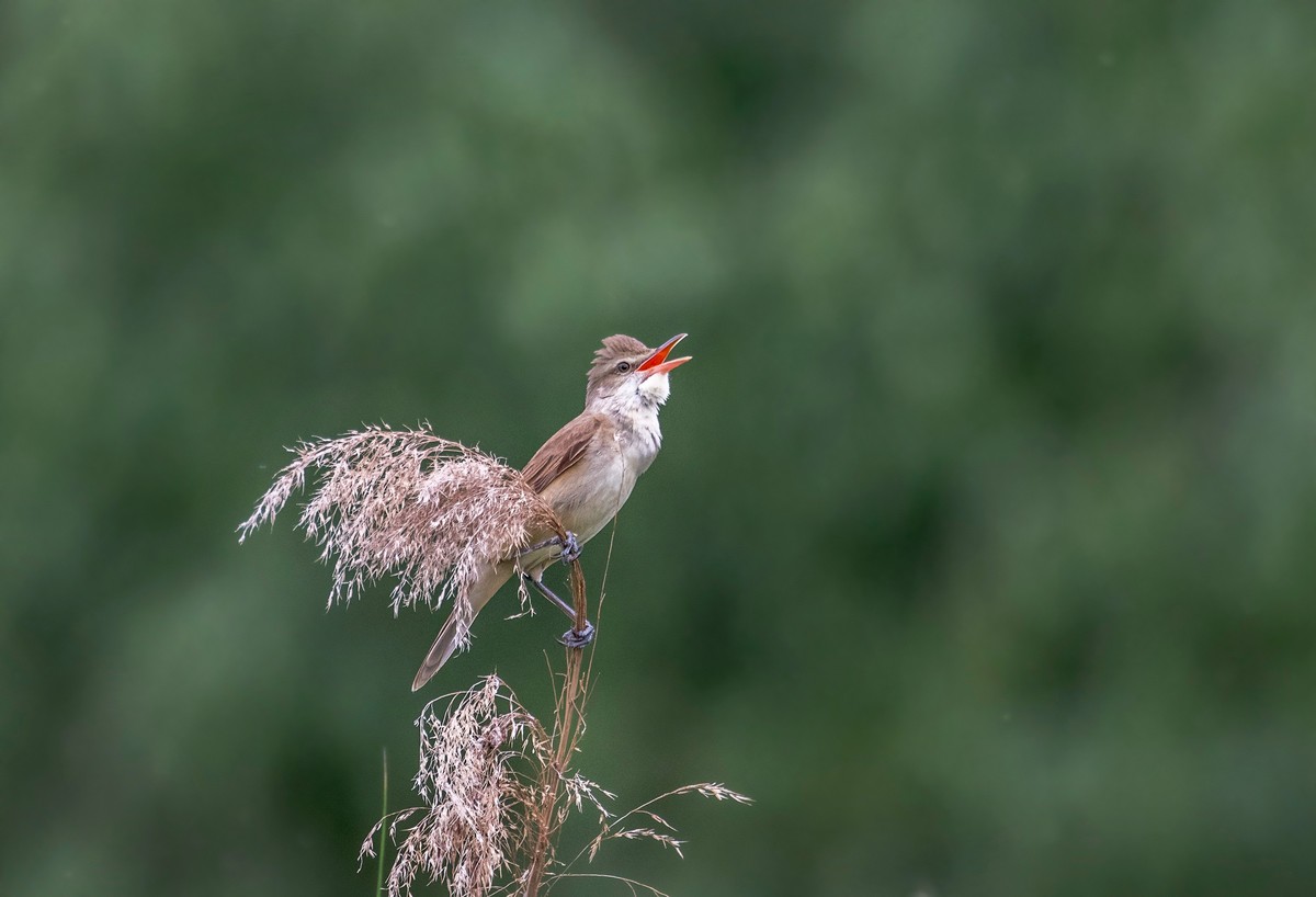 爱唱歌的大苇莺（二）