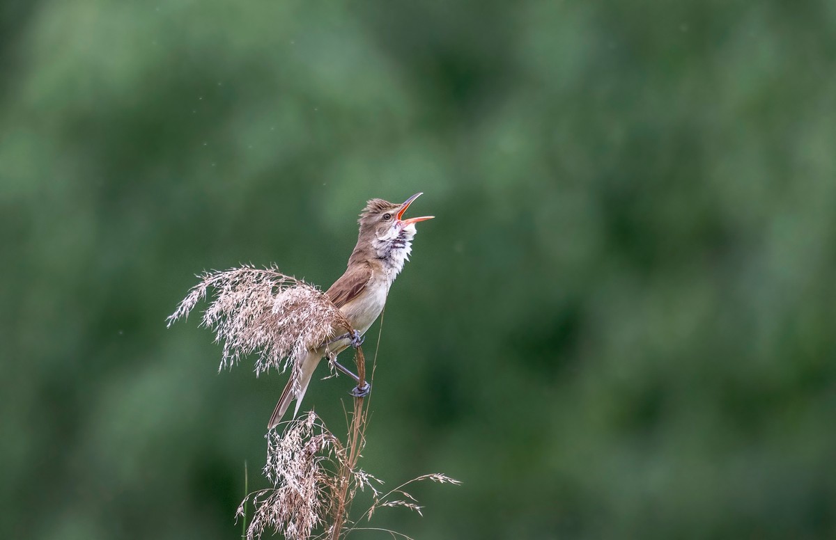 爱唱歌的大苇莺（二）