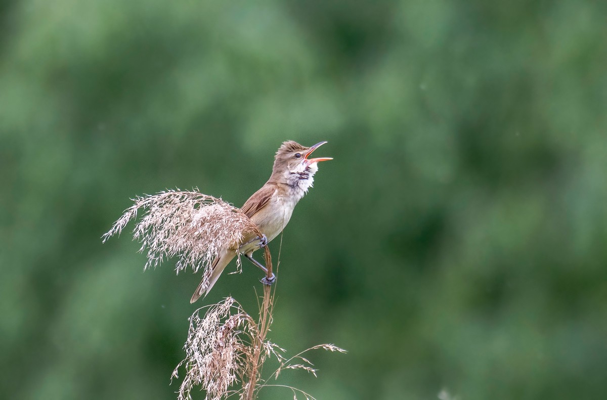 爱唱歌的大苇莺（二）