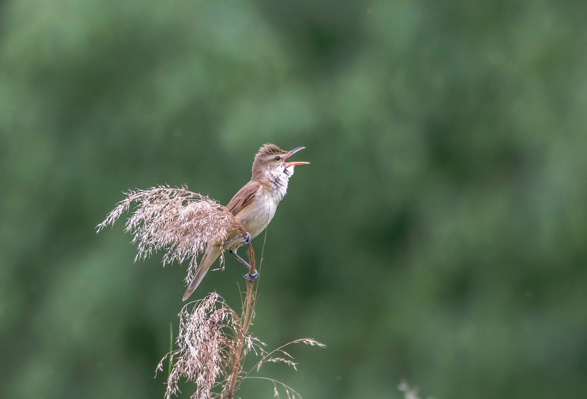 爱唱歌的大苇莺（二）
