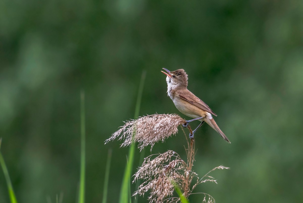 爱唱歌的大苇莺（二）