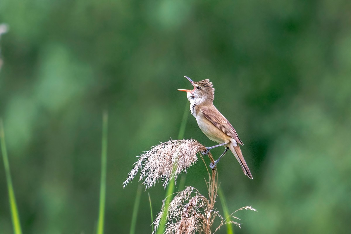 爱唱歌的大苇莺（二）