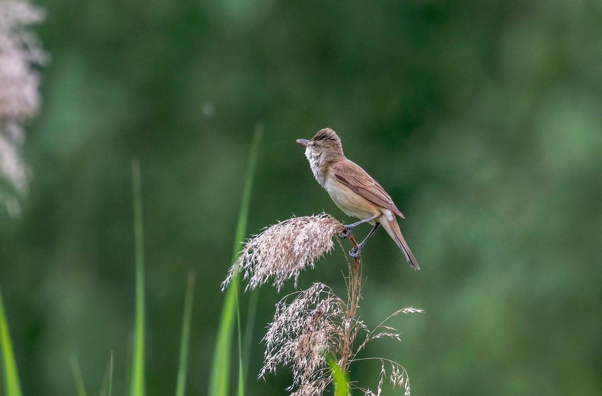 爱唱歌的大苇莺（二）