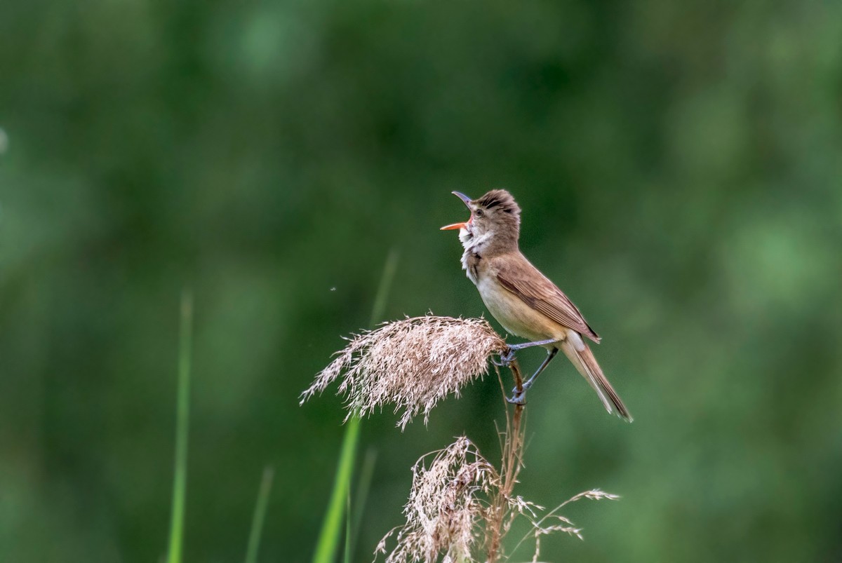 爱唱歌的大苇莺（二）